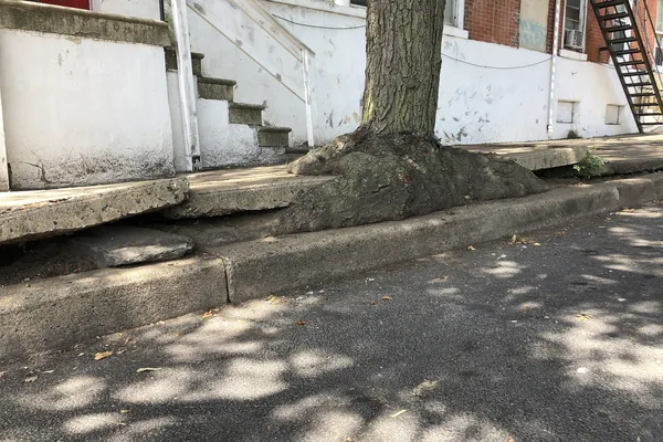 Tree roots lifting and breaking a section of sidewalk beside a trunk